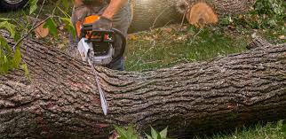 Professional Tree Services in Manhasset Hills, NY