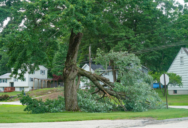 How Our Tree Care Process Works  in  Manhasset Hills, NY